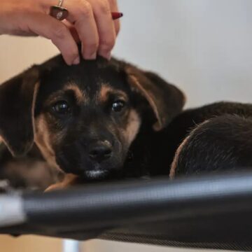 Lei regulamenta guarda compartilhada de pets em caso de separação; veja regras