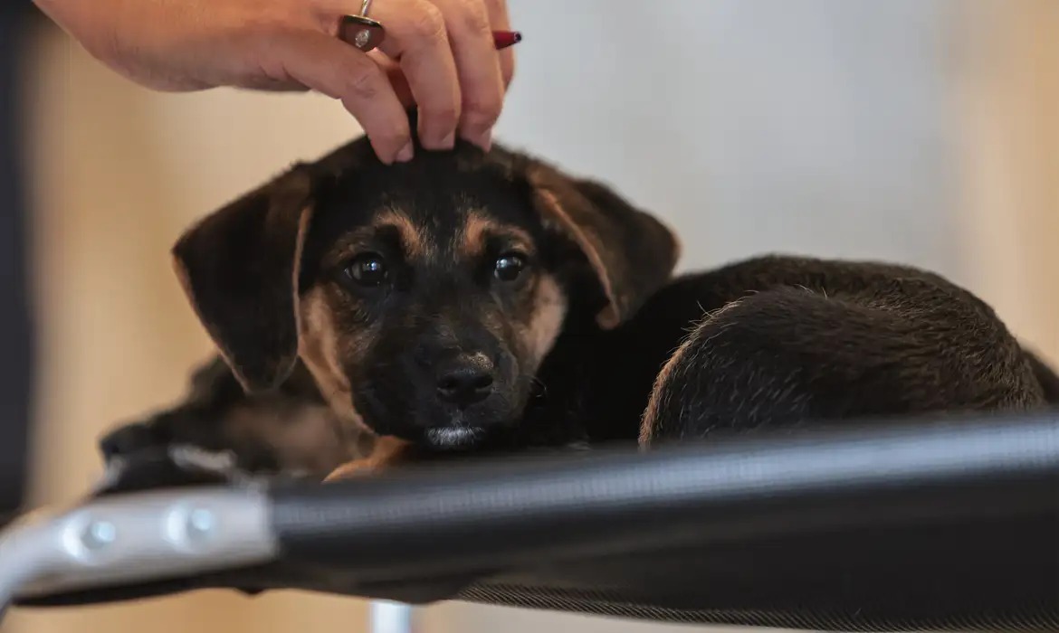 Lei regulamenta guarda compartilhada de pets em caso de separação; veja regras