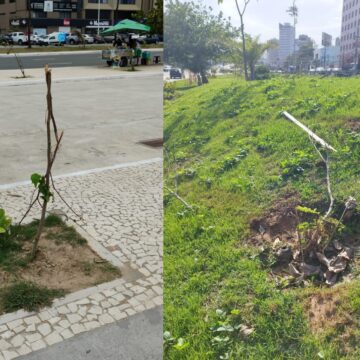 Vandalismo contra mudas causa prejuízo de R$ 3 milhões e afeta arborização em Salvador