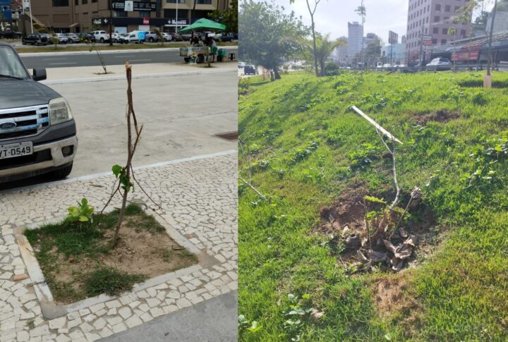 Vandalismo contra mudas causa prejuízo de R$ 3 milhões e afeta arborização em Salvador