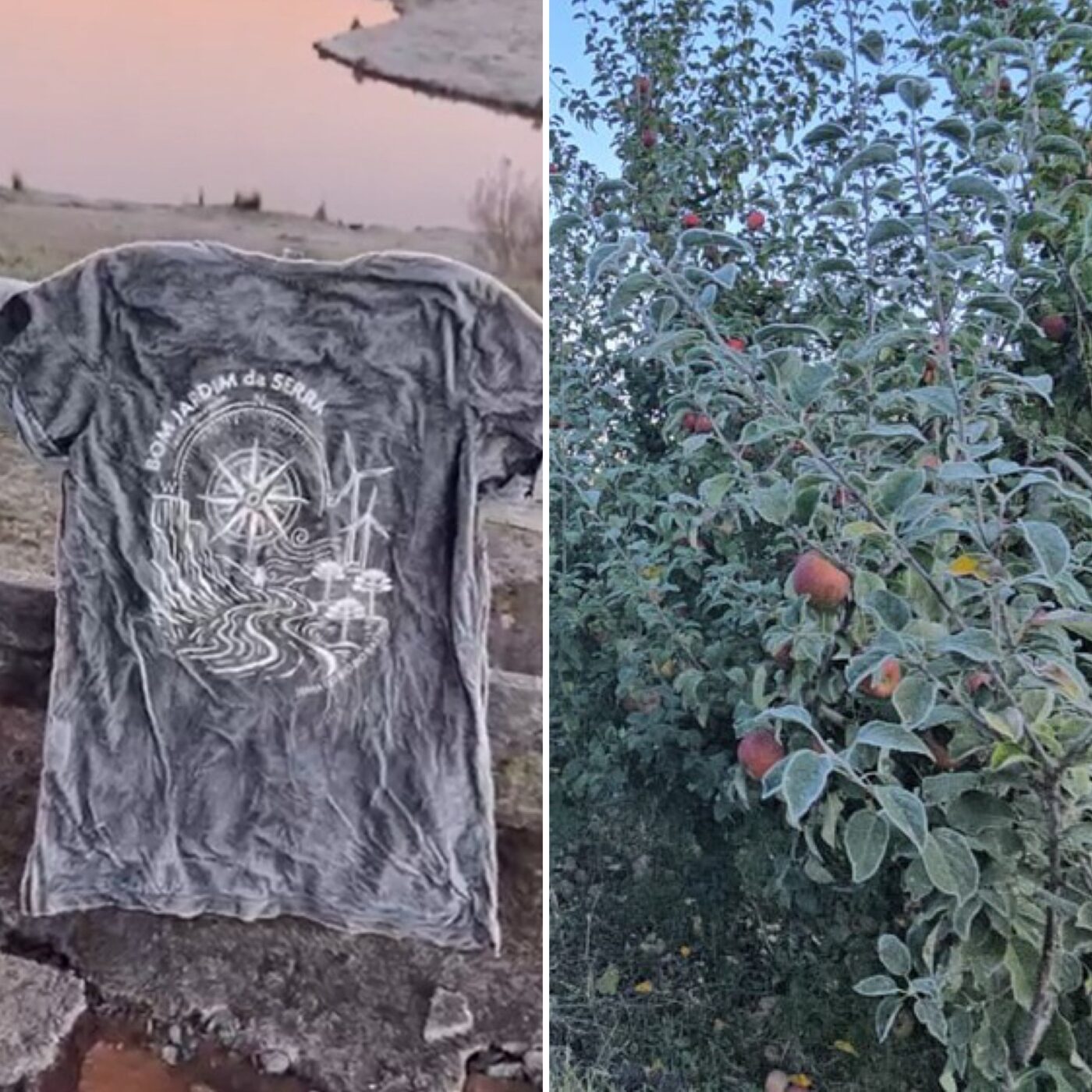 Camiseta e pomar congelados marcam amanhecer com frio recorde em cidade brasileira