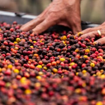 Xodó na Estrada: turismo do café ganha força na Bahia com roteiro imersivo em fazendas premiadas