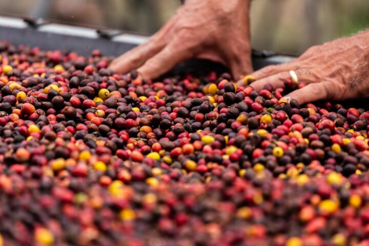 Xodó na Estrada: turismo do café ganha força na Bahia com roteiro imersivo em fazendas premiadas