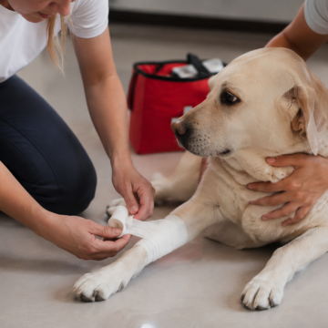 Salvador deve ganhar cursos de primeiros socorros para animais