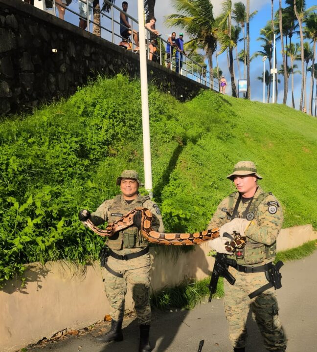 Jiboia é resgatada pela PM em área próxima ao Morro do Cristo, na Barra