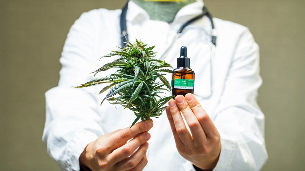 Anvisa libera exportação de cannabis medicinal produzida no Brasil