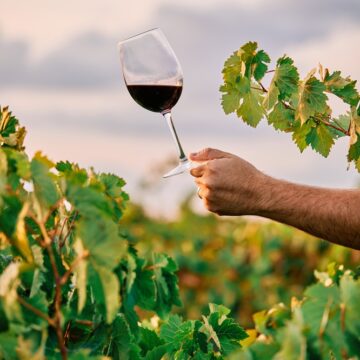 Salvador terá política de incentivo ao setor de vinhos; entenda proposta
