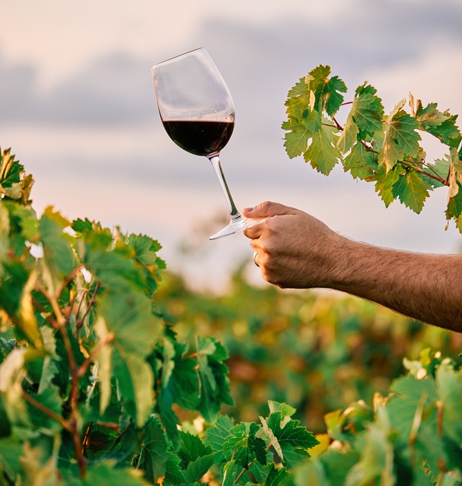 Salvador terá política de incentivo ao setor de vinhos; entenda proposta