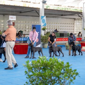 Competição internacional de concurso de beleza canino acontece em shopping em Lauro de Freitas