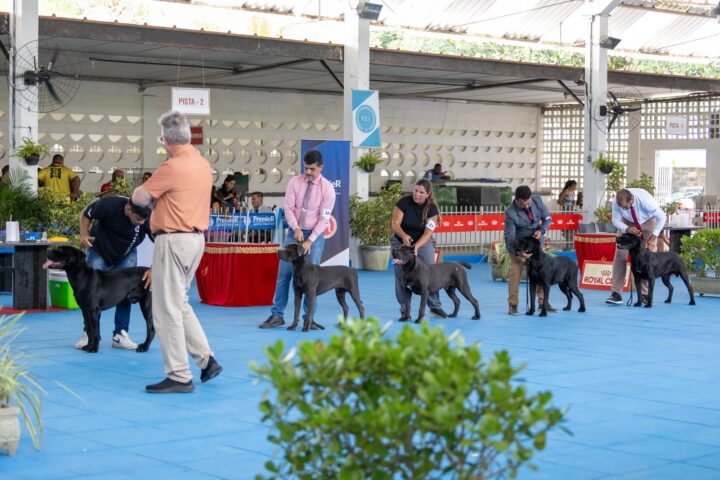 Competição internacional de concurso de beleza canino acontece em shopping em Lauro de Freitas