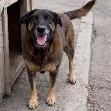 Cão Orelha não morreu por agressão de adolescentes, e MP pede arquivamento