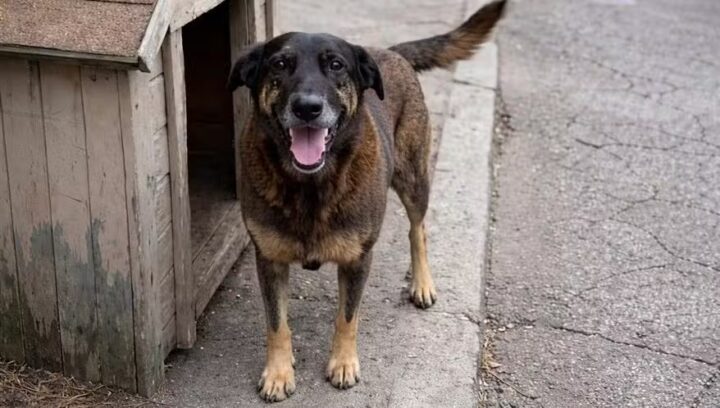 Cão Orelha não morreu por agressão de adolescentes, e MP pede arquivamento