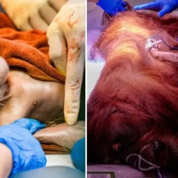 Nasce o primeiro orangotango macho gerado por inseminação artificial