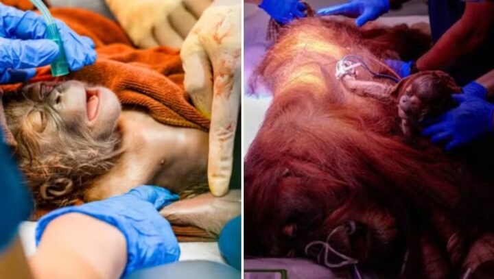 Nasce o primeiro orangotango macho gerado por inseminação artificial