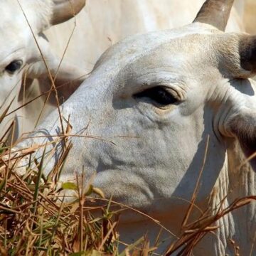Governo promete reverter veto da União Europeia a carnes e animais brasileiros