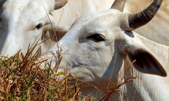 Governo promete reverter veto da União Europeia a carnes e animais brasileiros