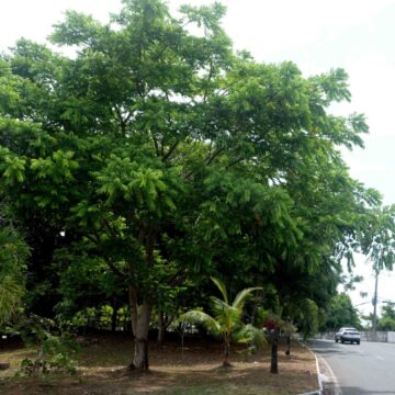 Prefeitura de Salvador já plantou mais de 130 mil árvores desde 2013