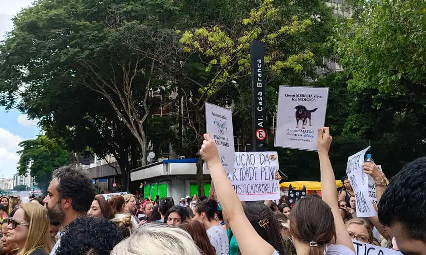 Justiça arquiva caso Cão Orelha a pedido do Ministério Público