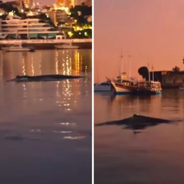 Baleias-jubarte voltam a aparecer na costa de Salvador; veja vídeo