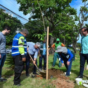 Prefeitura de Salvador inicia plantio de mais de 1 mil mudas de árvores na Avenida ACM