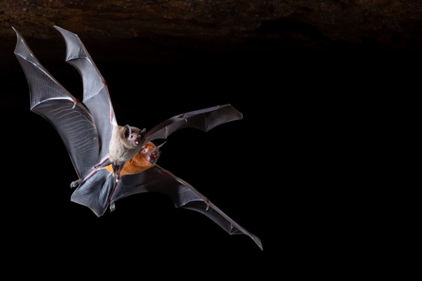Descoberta de caverna na Bahia com milhares de morcegos pode impulsionar nova política de conservação