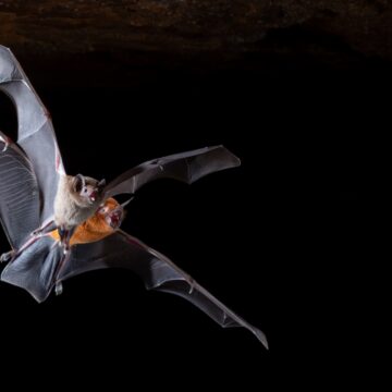 Descoberta de caverna na Bahia com milhares de morcegos pode impulsionar nova política de conservação