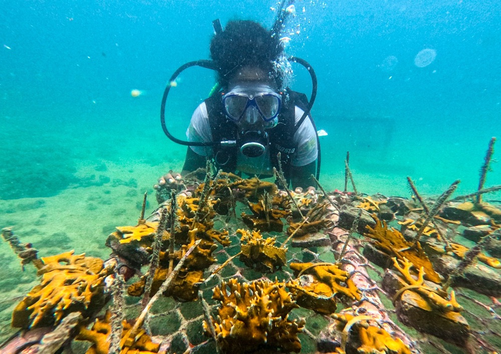 Projeto Corais de Maré cultiva mais de 3 mil colônias de corais na Baía de Todos-os-Santos