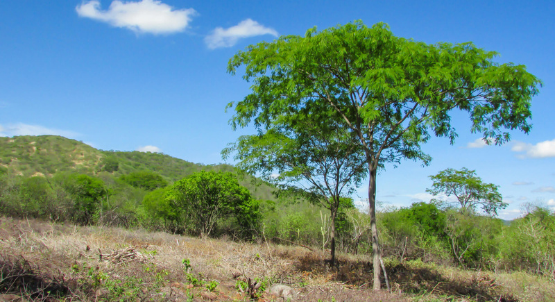 Bahia lidera número de unidades de conservação no Nordeste, aponta novo painel da Sudene