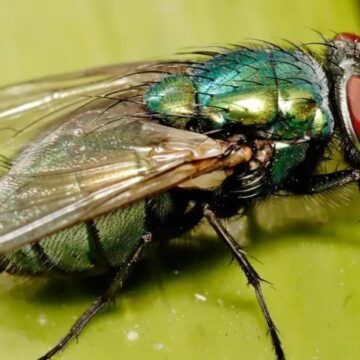 Mosca carnívora que não era vista há seis décadas volta a atacar nos EUA