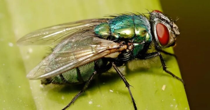 Mosca carnívora que não era vista há seis décadas volta a atacar nos EUA