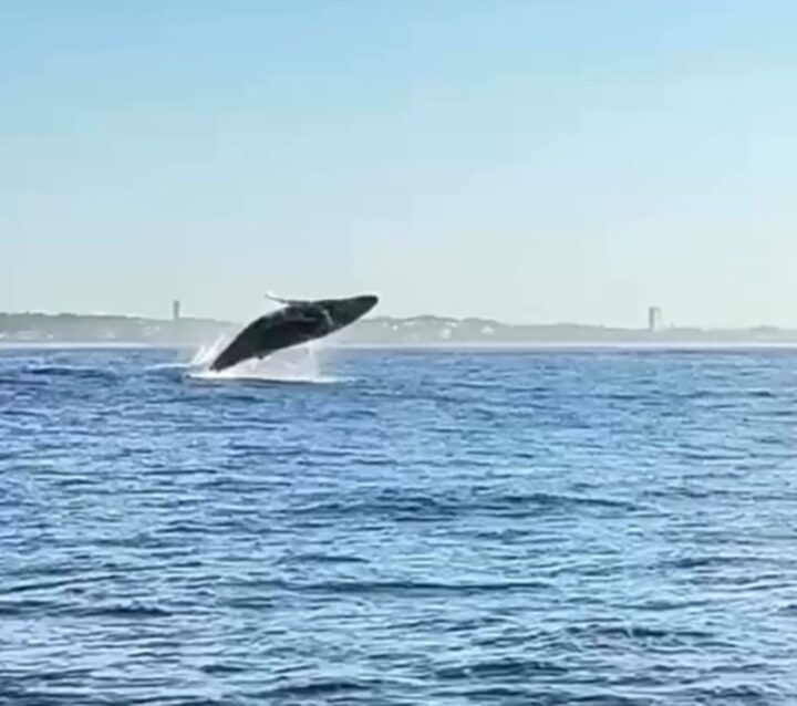 Baleia jubarte surpreende equipe de remo no mar de Salvador