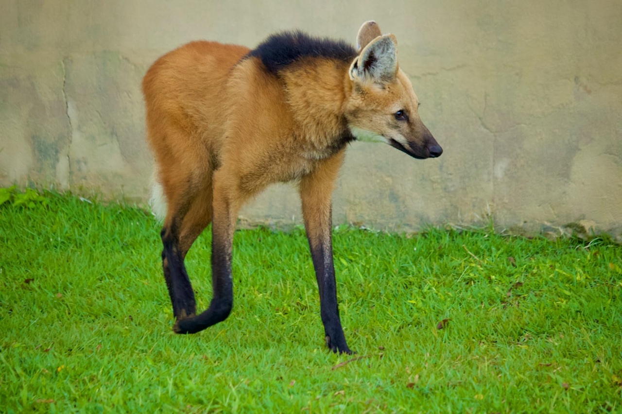Três lobos-guará chegam ao Zoológico de Salvador