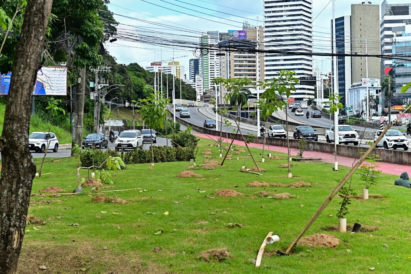 Prefeitura de Salvador inicia plantio de mais de 1 mil árvores na Avenida ACM