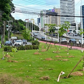 Prefeitura de Salvador inicia plantio de mais de 1 mil árvores na Avenida ACM