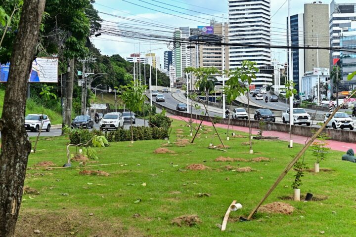 Prefeitura de Salvador inicia plantio de mais de 1 mil árvores na Avenida ACM