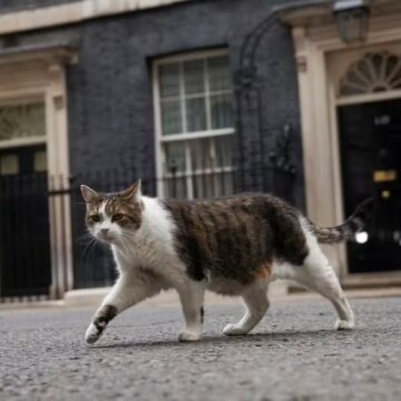 Há 15 anos no poder: conheça Larry, o gato que sobreviveu a sete mudanças de governo no Reino Unido