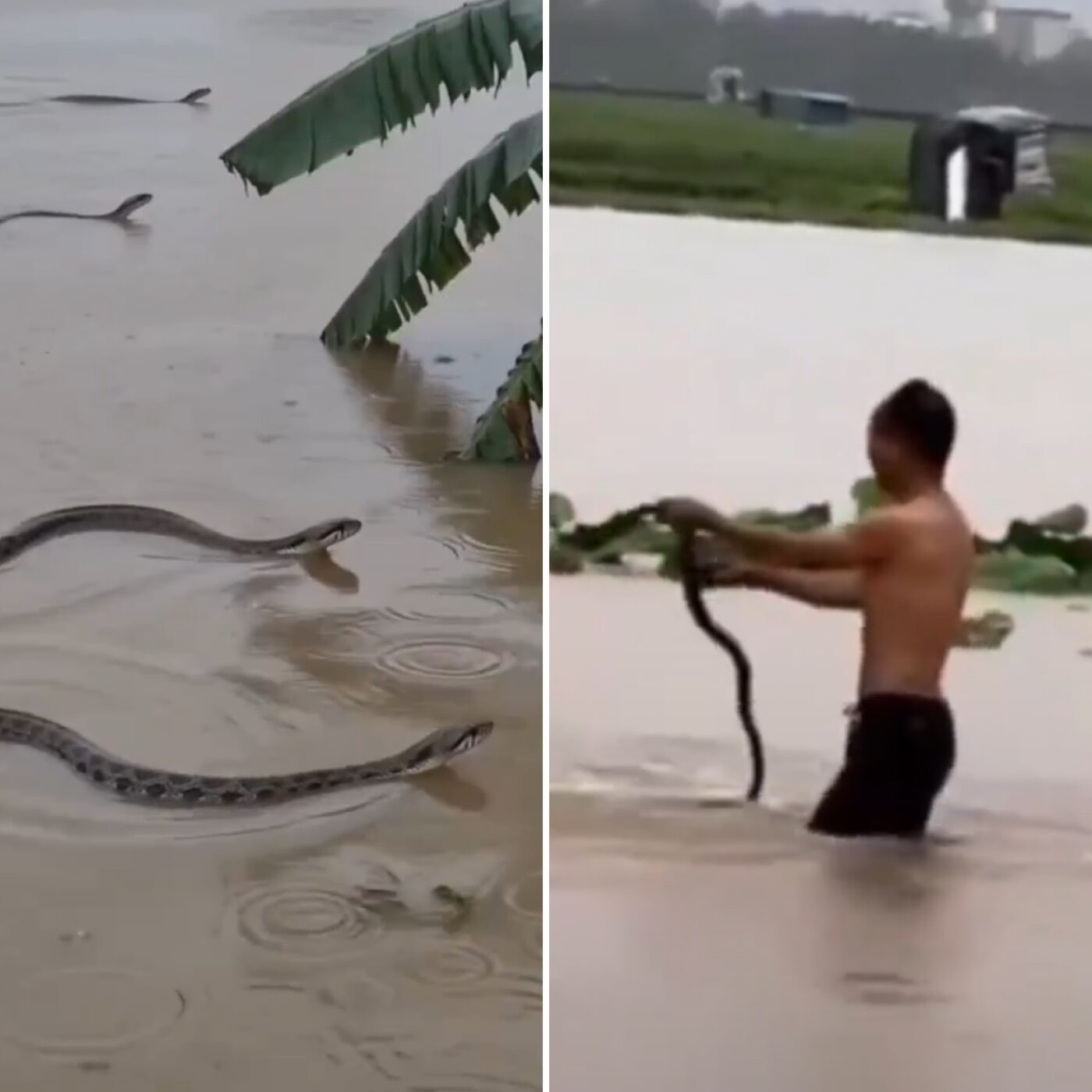 Quase 900 cobras escapam de criadouro após enchente na China