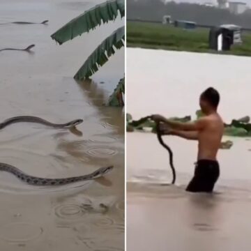 Quase 900 cobras escapam de criadouro após enchente na China