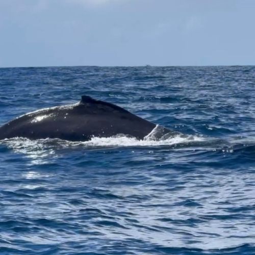 Baleias-jubarte voltam a aparecer em Salvador e encantam na orla da Barra