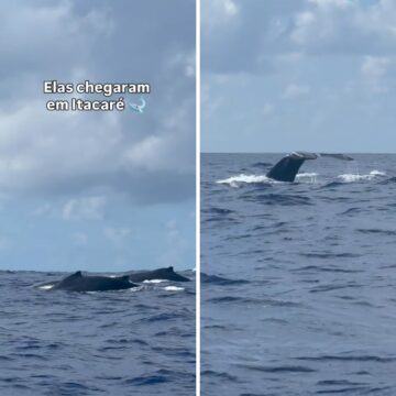 Baleias encantam turistas em Itacaré e marcam início da temporada no sul da Bahia
