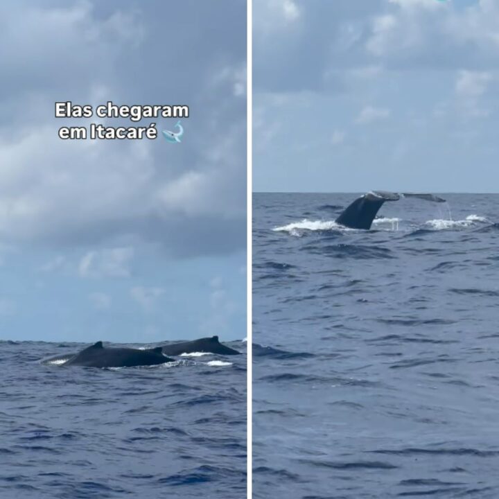 Baleias encantam turistas em Itacaré e marcam início da temporada no sul da Bahia