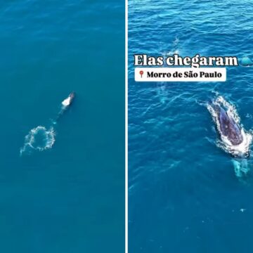 Baleias-jubarte encantam turistas durante passeio de barco no arquipélago de Cairu