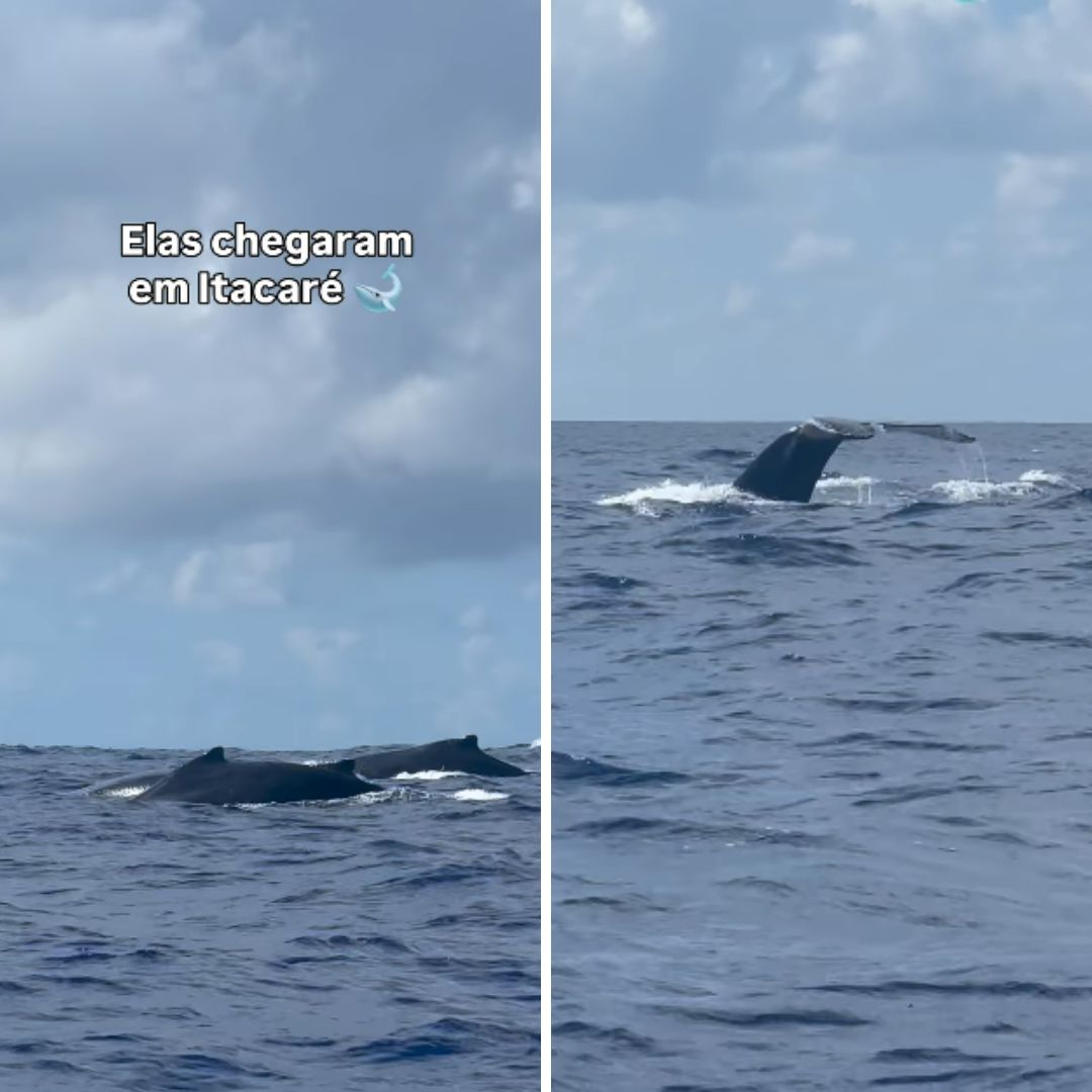 Elas chegaram! Temporada de baleias-jubarte começa no sul da Bahia