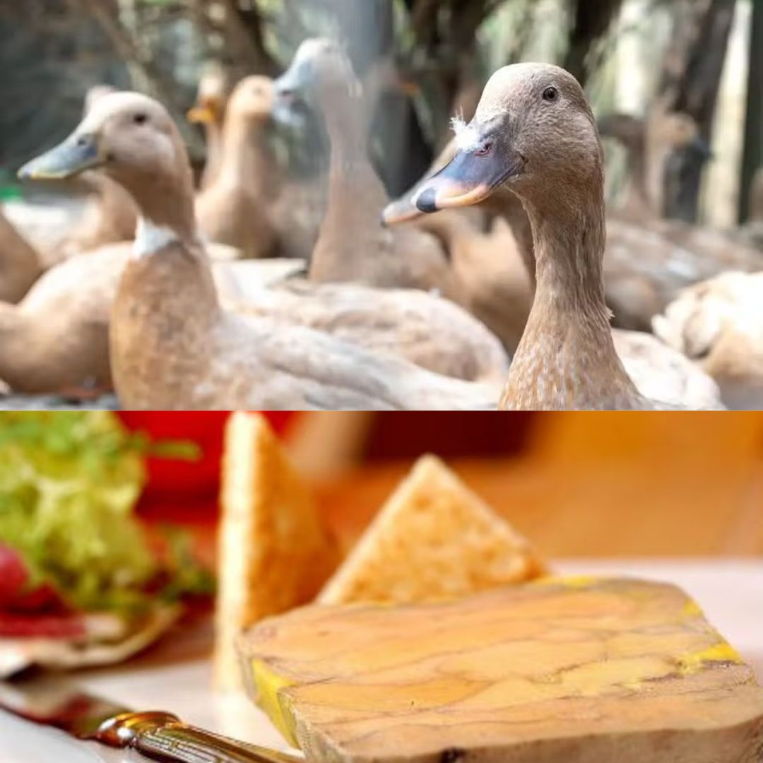 Foie gras: como é feito o alimento proibido por Lula e por que a decisão gerou tensão com a França