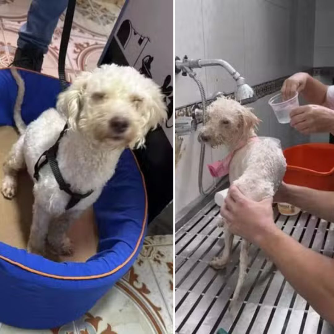 Poodle é encontrado com vida sob escombros 29 dias após terremotos na Venezuela