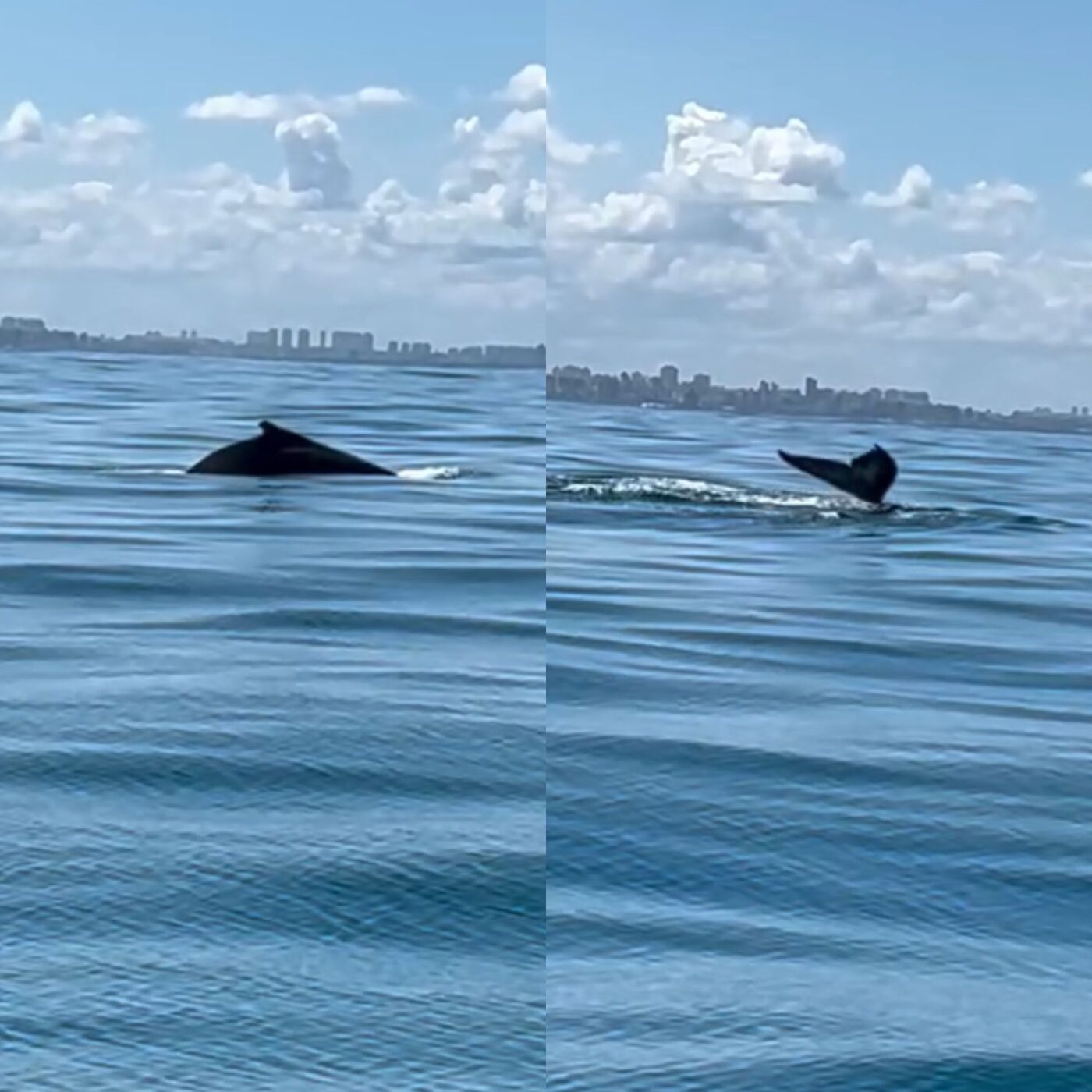 Baleia-jubarte é avistada durante passeio de barco em Salvador
