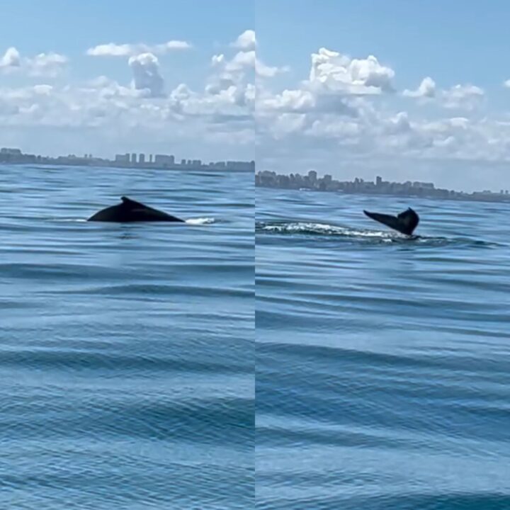 Baleia jubarte é avistada durante passeio de barco em Salvador