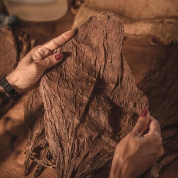 Recôncavo Baiano apresenta identidade das futuras Denominações de Origem para tabaco e charuto
