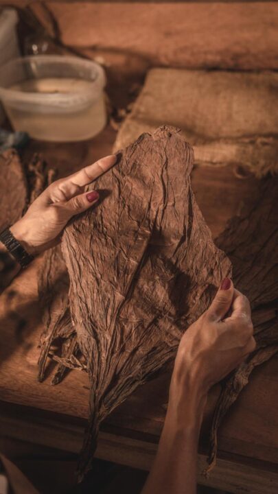 Recôncavo Baiano apresenta identidade das futuras Denominações de Origem para tabaco e charuto