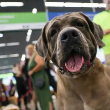 Tutores de pets e empresários podem ajudar a criar manual do turismo pet friendly